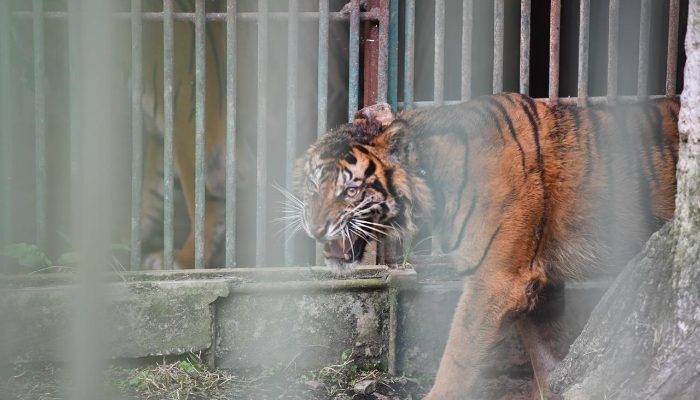 Pelepasliaran Harimau Sumatera “Puti Malabin” di Landscape Rimbang Baling