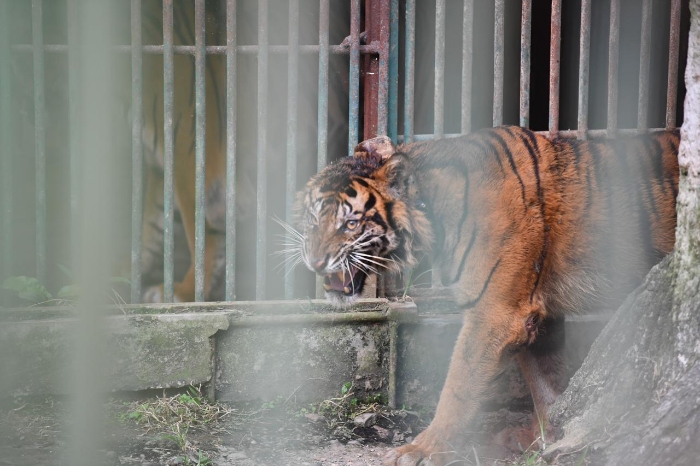 Balai KSDA Sumbar dan Riau melepasliarkan Harimau Sumatera "Puti Malabin" di Rimbang Baling