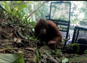 **Dua orangutan hasil rehabilitasi dilepasliarkan di Taman Nasional Betung Kerihun Danau Sentarum