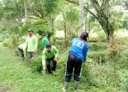 DLH Sekadau Tingkatkan Penataan Ruang Terbuka Hijau dan Taman Kehati