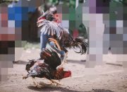 Kelang Judi Sabung Ayam Kembali Marak di Desa Belimbing Silat Hulu, Diduga Libatkan Perangkat Desa