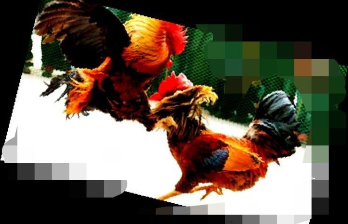 Judi Sabung Ayam Marak di Sepauk, Aparat Kepolisian Diminta Bertindak