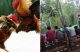 Judi sabung ayam kembali marak di Nanga Lemedak, Kapuas Hulu. Warga resah