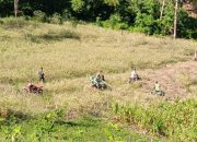 Satgas TMMD Kodim 0108 Agara Gelar Penanaman Bibit Pohon di Perkebunan Warga Desa Rikit Bur II