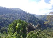 Sembilan Orang Diduga Perambahan Hutan TNGL di Aceh Tenggara Dikabarkan Ditangkap