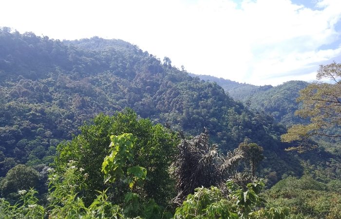 Sembilan Orang Diduga Perambahan Hutan TNGL di Aceh Tenggara Dikabarkan Ditangkap
