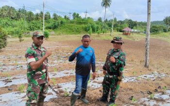 Tingkatkan Ketahanan Pangan, Personel Kodim 1310/Bitung Lakukan Perawatan Tanaman dan Ternak di Lokasi Kompi Produksi