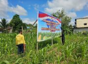 Jagung Hibrida Usia 42 Hari, Satlantas Polres Sekadau Intensifkan Perawatan Lahan Demplot
