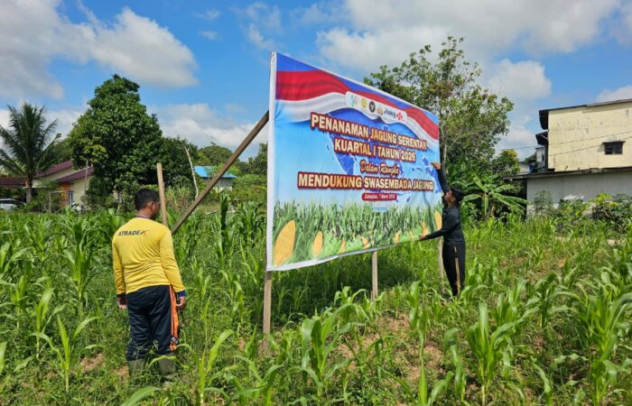 Jagung Hibrida Usia 42 Hari, Satlantas Polres Sekadau Intensifkan Perawatan Lahan Demplot